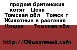 продам британских котят › Цена ­ 2 000 - Томская обл., Томск г. Животные и растения » Кошки   . Томская обл.